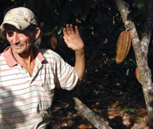 Wilder Diaz Angulo shows a cocoa pod on his farm in Pinto Recodo, Peru. Better specimens, he says, become high-end organic chocolate marketed in Europe and the US.