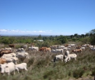 Cattle in Kenya's Laikipia Province