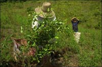 A woman and her young son pick coca in the Putumayo region of Colombia.