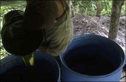 Coca growers process coca paste