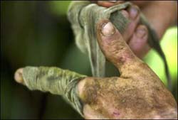 Hands of a raspachine