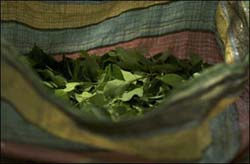 Coca leaves