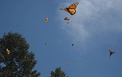 Photo by Spring 2007 IRP Fellow Stephen Kiehl