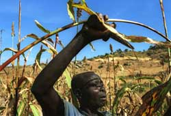 A woman cuts sorghum